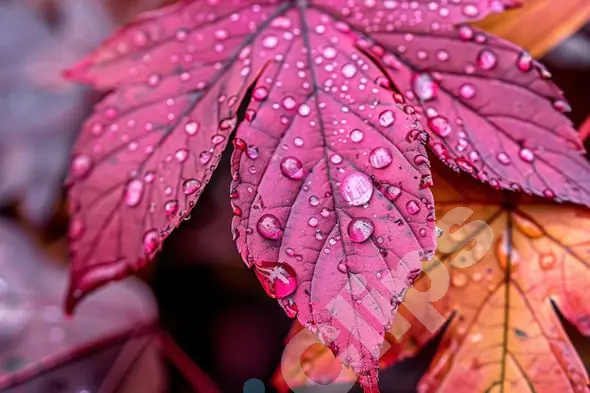 Autumn Leaves with Dew Drops