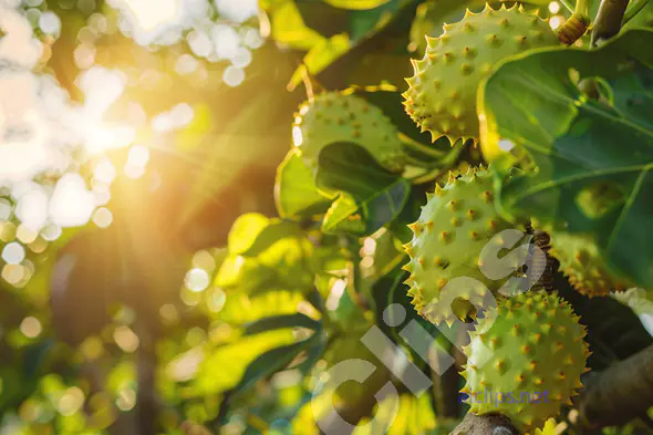 Spiky Fruits in Sunlight