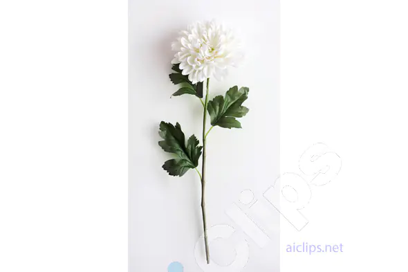 White Chrysanthemum Flower