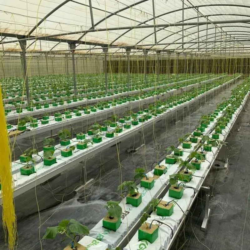 Phương pháp trồng dâu tây bằng hệ thống nhựa NFT trong môi trường nông trại