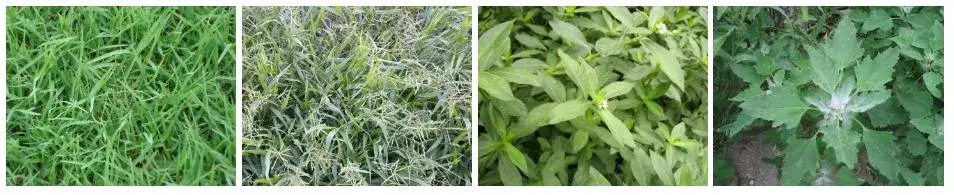 Ruigreaat - Giải pháp hóa chất nông nghiệp hiệu quả cho việc tiêu diệt sâu bệnh