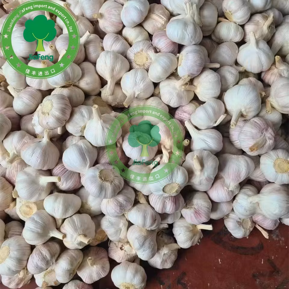 Tỏi trắng thông thường từ khu vực sản xuất gừng tỏi Sơn Đông, Trung Quốc - Sản phẩm chất lượng từ nhà máy hình ảnh 13-description