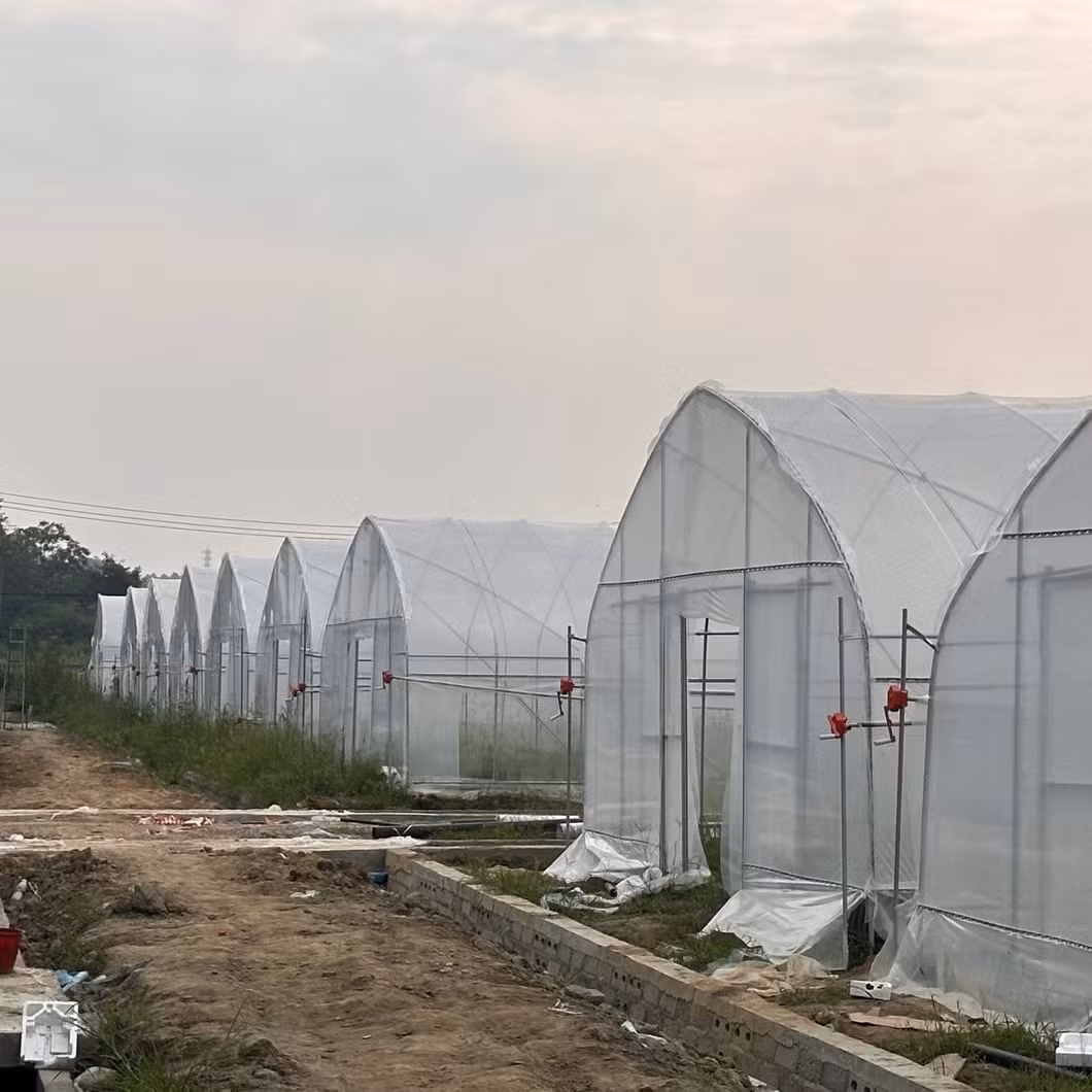 Nhà kính đa vòm nhựa Yutuo - Giải pháp thủy canh, trồng rau quả hiệu quả hình ảnh 14-description