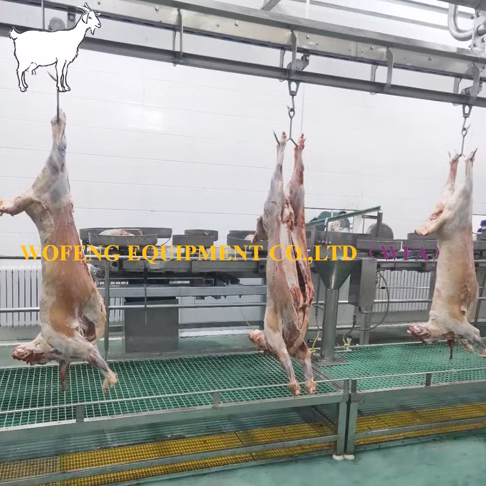 Dây chuyền giết mổ cừu hàng ngày cho lò mổ dê - Dịch vụ chất lượng từ máy móc lò mổ thịt cừu hình ảnh 16-description