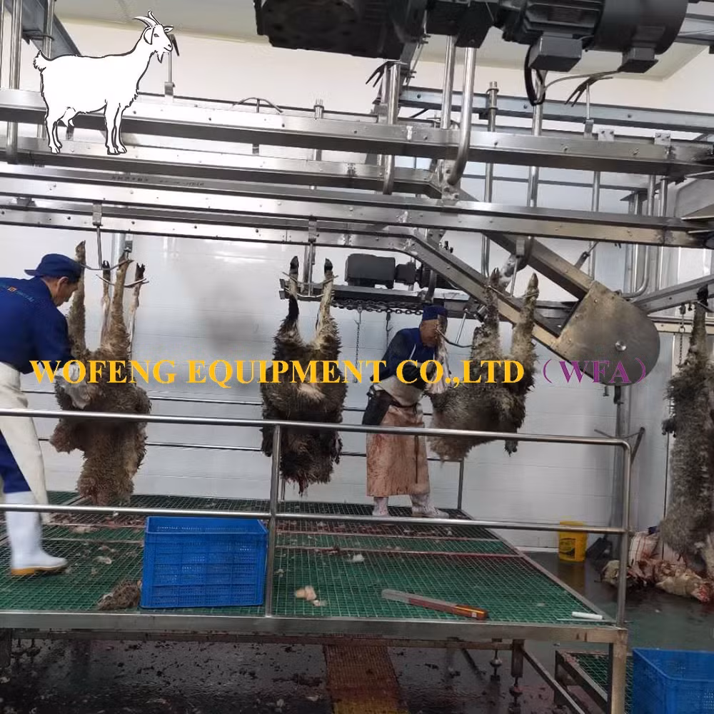 Dây chuyền giết mổ cừu hàng ngày cho lò mổ dê - Dịch vụ chất lượng từ máy móc lò mổ thịt cừu hình ảnh 17-description