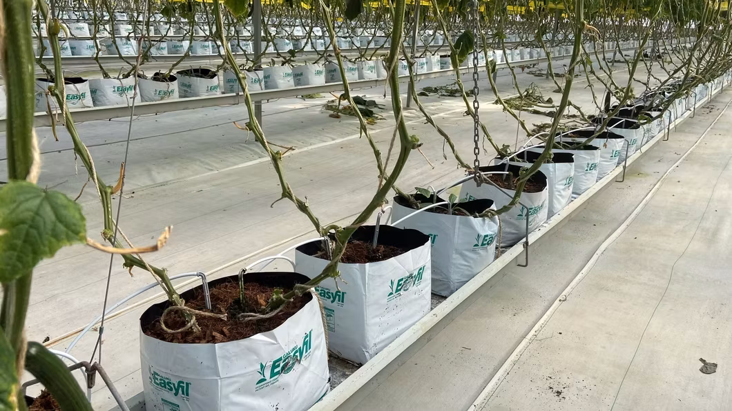 Phương pháp trồng dâu tây bằng hệ thống nhựa NFT trong môi trường nông trại hình ảnh 18-description