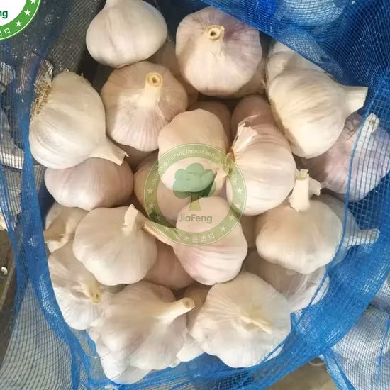 Tỏi trắng thông thường từ khu vực sản xuất gừng tỏi Sơn Đông, Trung Quốc - Sản phẩm chất lượng từ nhà máy hình ảnh 1-description