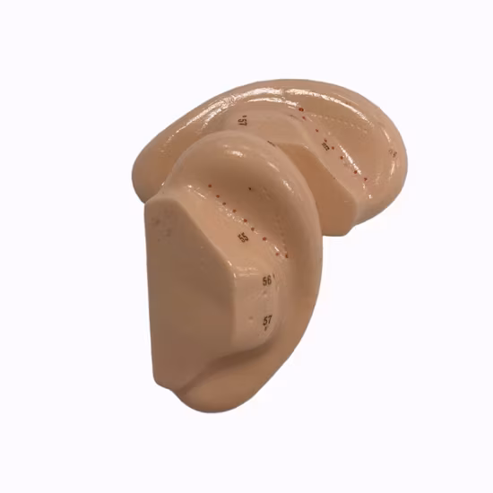 Châm Cứu Tai Đơn 7.5cm - Sản Phẩm Phổ Biến Dành Cho Việc Học Châm Cứu Chuyên Nghiệp