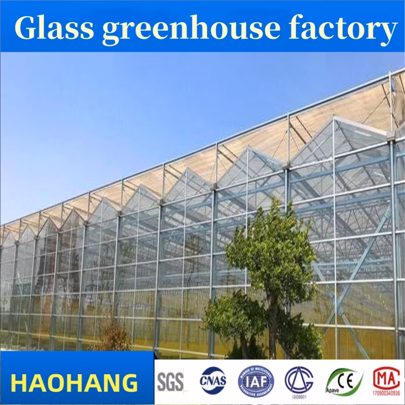 Nhà máy sản xuất nhà kính hiện đại dành cho việc xuất khẩu vào thị trường Đông Nam Á hình ảnh 24-description