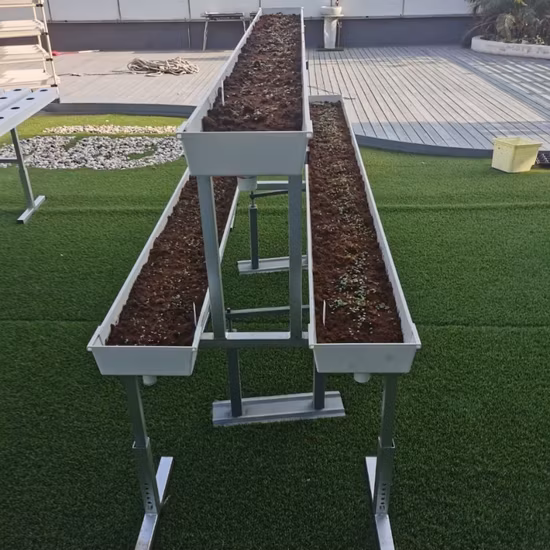 Phương pháp trồng dâu tây bằng hệ thống nhựa NFT trong môi trường nông trại
