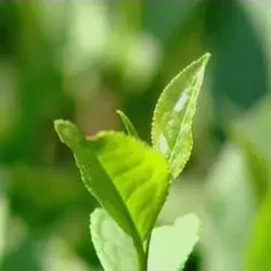 Bột trà xanh: Lựa chọn tuyệt vời cho việc tạo hương liệu cho đồ uống