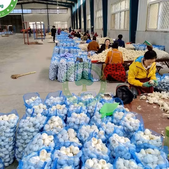 Tỏi trắng thông thường từ khu vực sản xuất gừng tỏi Sơn Đông, Trung Quốc - Sản phẩm chất lượng từ nhà máy