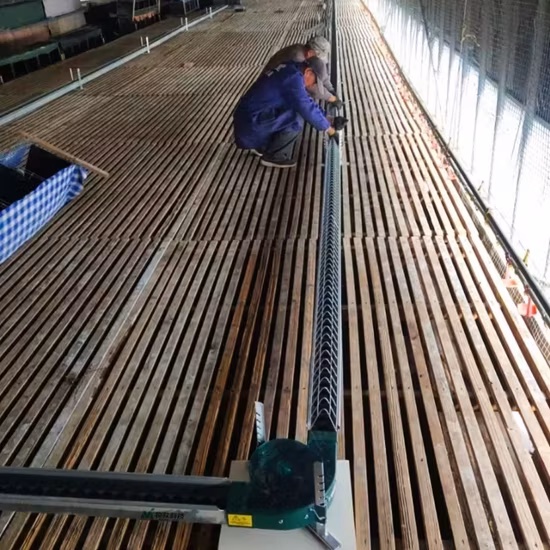 Thiết Bị Chăn Nuôi Gia Cầm Với Lưới Xích Tuỳ Chỉnh - Giải Pháp Hiệu Quả Và Tiết Kiệm Chi Phí