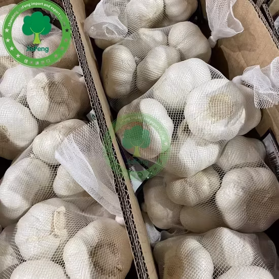 Tỏi trắng thông thường từ khu vực sản xuất gừng tỏi Sơn Đông, Trung Quốc - Sản phẩm chất lượng từ nhà máy