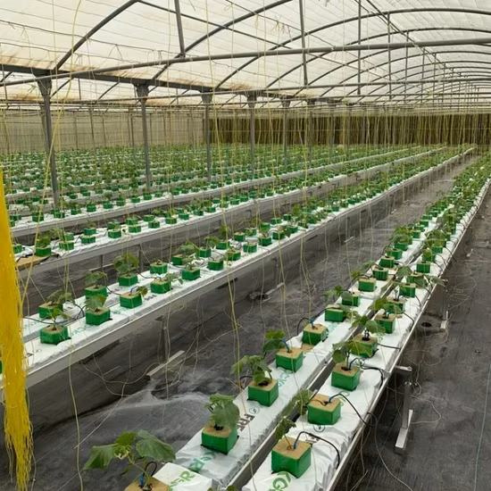 Phương pháp trồng dâu tây bằng hệ thống nhựa NFT trong môi trường nông trại