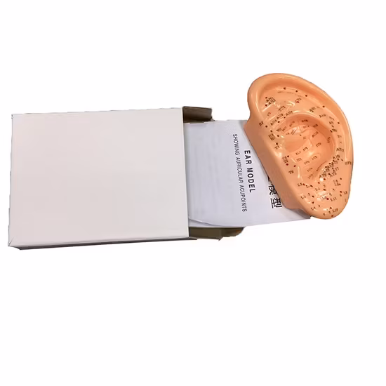 Châm Cứu Tai Đơn 7.5cm - Sản Phẩm Phổ Biến Dành Cho Việc Học Châm Cứu Chuyên Nghiệp