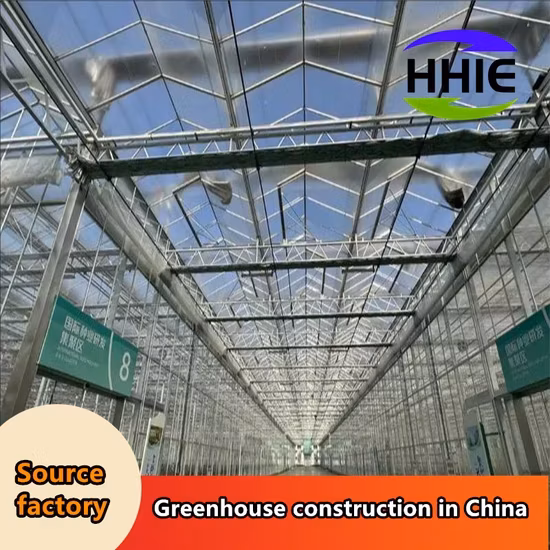 Nhà máy sản xuất nhà kính hiện đại dành cho việc xuất khẩu vào thị trường Đông Nam Á