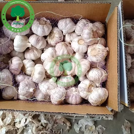 Tỏi trắng thông thường từ khu vực sản xuất gừng tỏi Sơn Đông, Trung Quốc - Sản phẩm chất lượng từ nhà máy