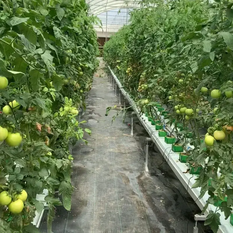 Phương pháp trồng dâu tây bằng hệ thống nhựa NFT trong môi trường nông trại