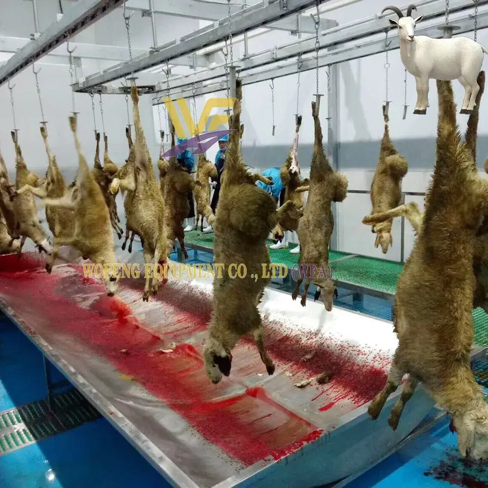 Dây chuyền giết mổ cừu hàng ngày cho lò mổ dê - Dịch vụ chất lượng từ máy móc lò mổ thịt cừu