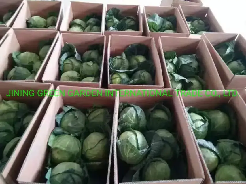 Bắp cải tươi nhập khẩu từ Trung Quốc - lựa chọn hàng đầu cho món nấu ăn ngon và bổ dưỡng