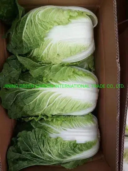 Bắp cải tươi nhập khẩu từ Trung Quốc - lựa chọn hàng đầu cho món nấu ăn ngon và bổ dưỡng