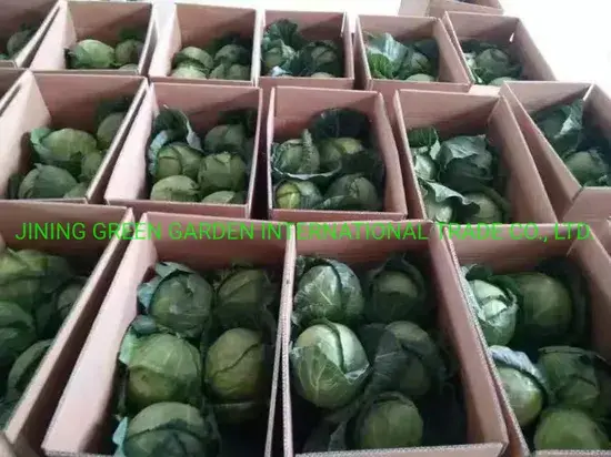 Bắp cải tươi nhập khẩu từ Trung Quốc - lựa chọn hàng đầu cho món nấu ăn ngon và bổ dưỡng