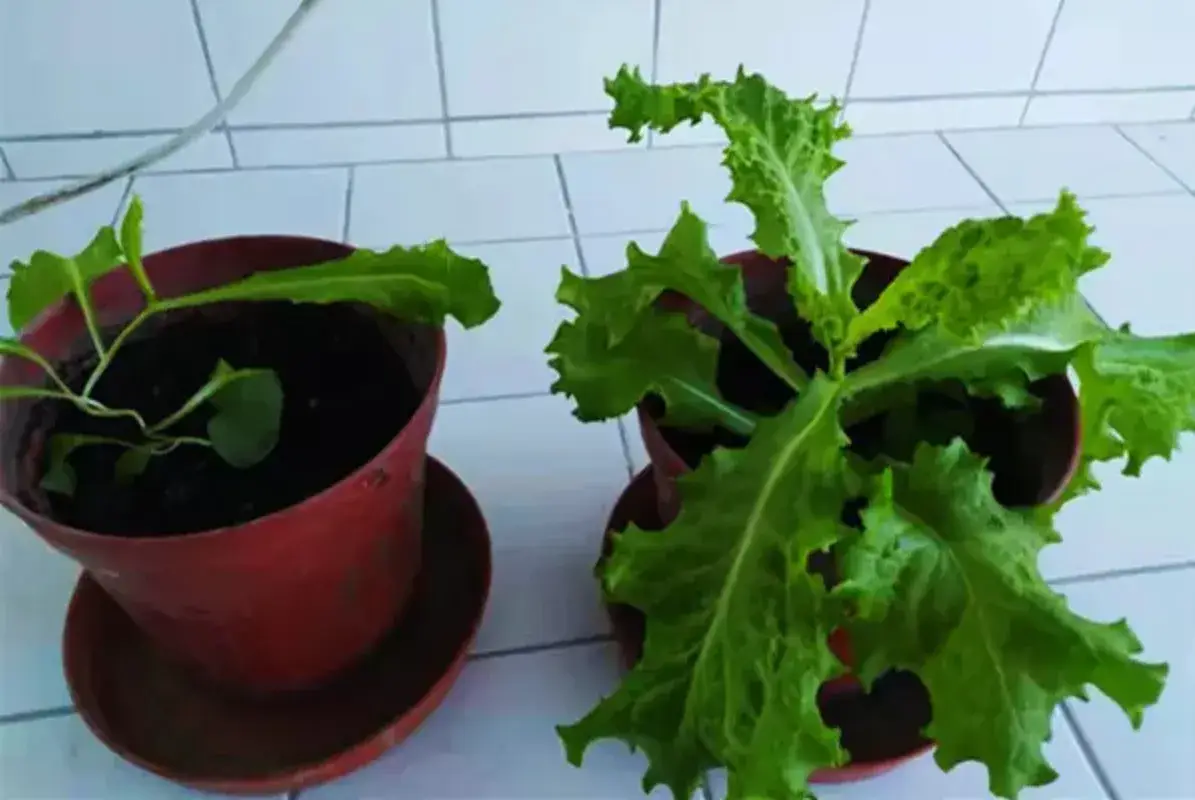 Phân bón lỏng hòa tan Trichoderma Harzianum - Lựa chọn tốt cho nông nghiệp