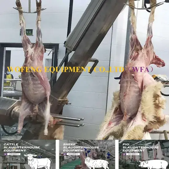 Giải pháp thiết bị chuyên biệt cho quy trình chế biến thịt cừu tại nhà máy mổ giết