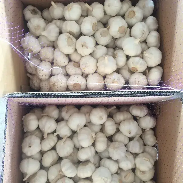 Thỏa mãn nhu cầu với tỏi thu hoạch từ Trung Quốc, kích thước 4.5cm, hàng nhập khẩu Kenya