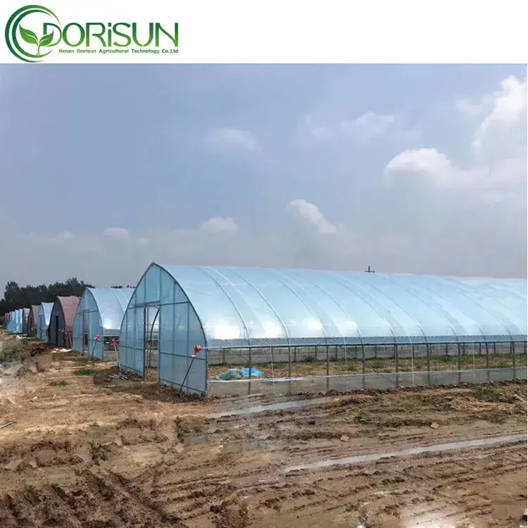 Nhà kính nông nghiệp vòm đơn cổ điển màu đen - Sản phẩm chất lượng từ Trung Quốc