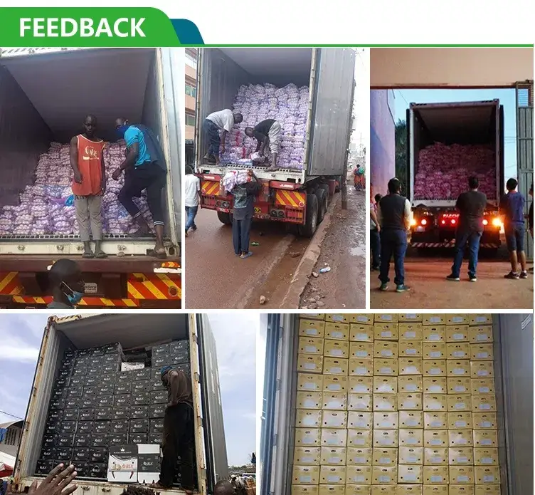 Tỏi tươi chất lượng, xuất xứ Trung Quốc 2024 hình ảnh 29-description