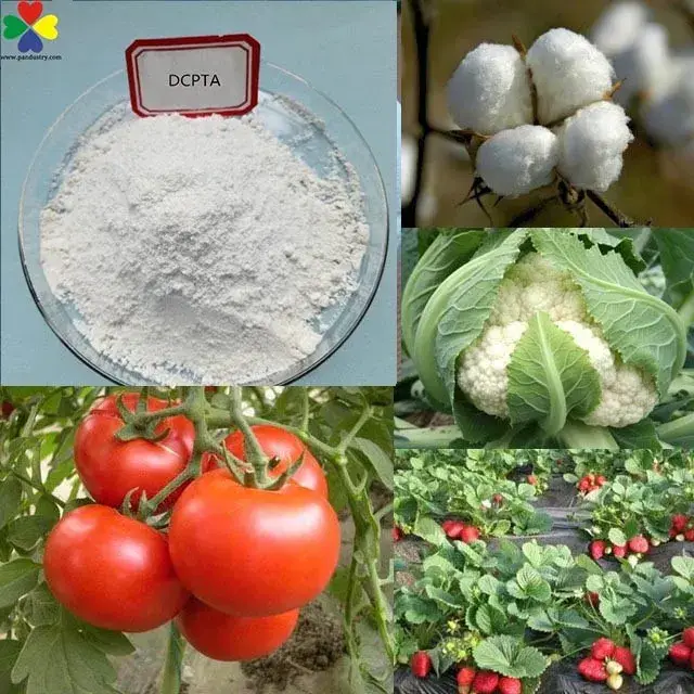 Tăng Trưởng Cây được Kích Thích bởi Hormone Dcpta - Phương Pháp hiệu quả để thúc đẩy phân chia tế bào và phát triển