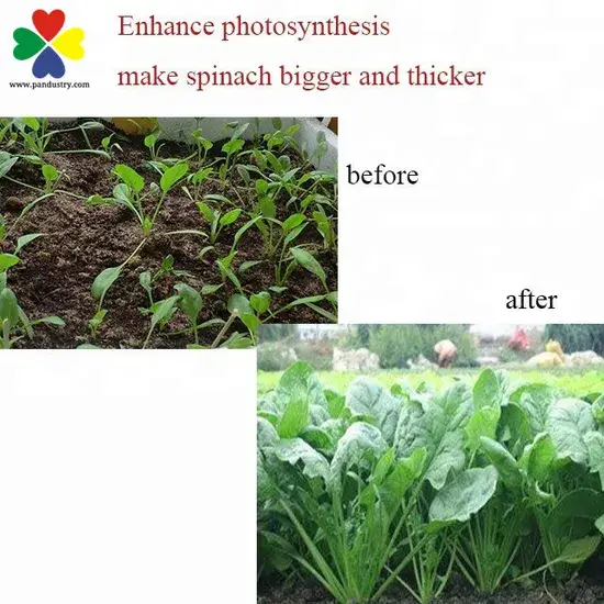 Tăng Trưởng Cây được Kích Thích bởi Hormone Dcpta - Phương Pháp hiệu quả để thúc đẩy phân chia tế bào và phát triển