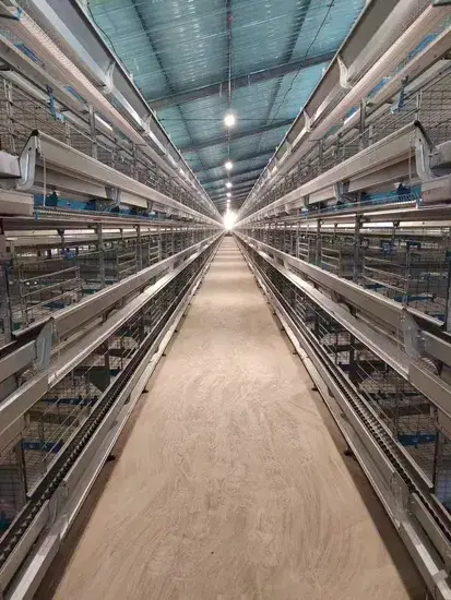 Chuồng gà tự động loại A: Mua hàng trực tiếp từ nhà máy với chất lượng cao