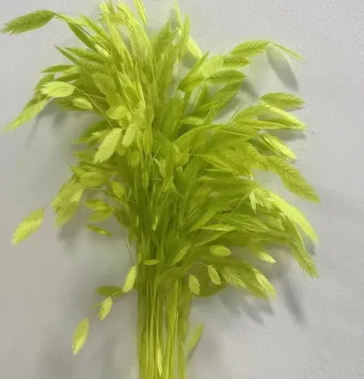 Bán Buôn Chasmanthium Latifolium - Bó Hoa Vĩnh Cửu Chất Lượng Tốt hình ảnh 1-description