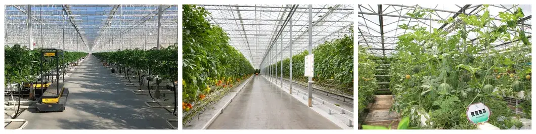 Nâng cao hiệu suất trồng dâu tây với nhà kính bằng kính và hệ thống kiểm soát nhiệt độ và tưới tiêu tự động hình ảnh 19-description