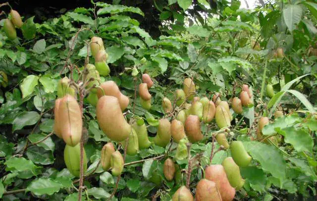 Griffonia Simplicifolia: Bột 5-HTP chiết xuất tự nhiên từ hạt chiết xuất hình ảnh 13-description