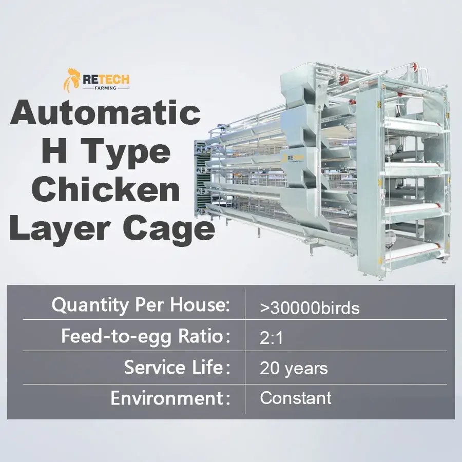 Thiết bị cage gà tự động tiện lợi, loại H được phân phối