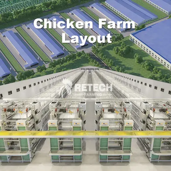 Thiết bị cage gà tự động tiện lợi, loại H được phân phối