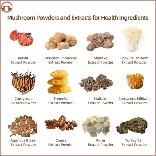Bột nấm chứng nhận ISO, chiết xuất phức hợp Chaga chất lượng cao hình ảnh 1-description