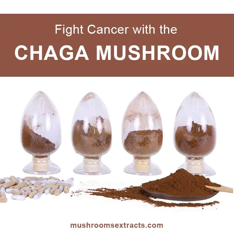 Bột nấm chứng nhận ISO, chiết xuất phức hợp Chaga chất lượng cao hình ảnh 15-description