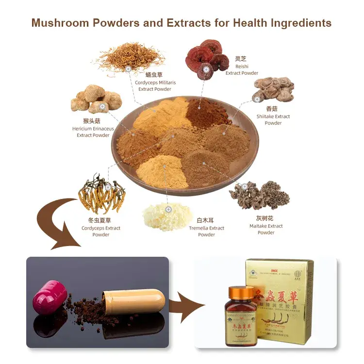 Bột nấm chứng nhận ISO, chiết xuất phức hợp Chaga chất lượng cao hình ảnh 12-description