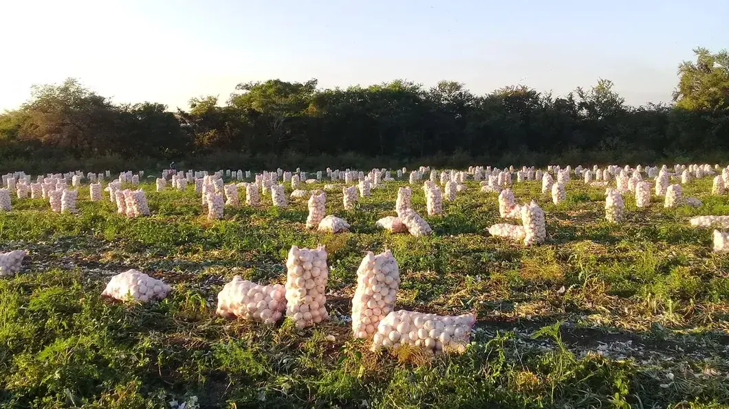 Phương pháp tính toán cho quá trình sản xuất túi đóng gói hành, rau củ và trái cây hình ảnh 12-description