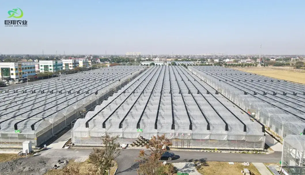 Giải pháp kính nhiệt đa span cho việc trồng ớt ở các quốc gia Tây Á hình ảnh 13-description