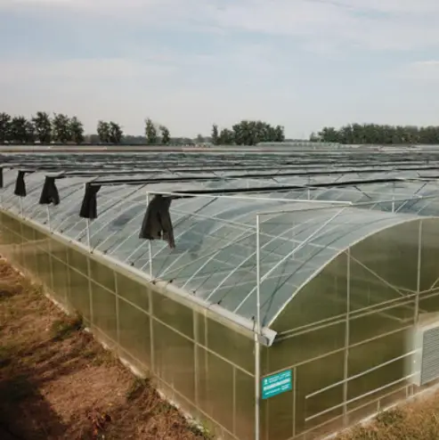 Giải pháp kính nhiệt đa span cho việc trồng ớt ở các quốc gia Tây Á
