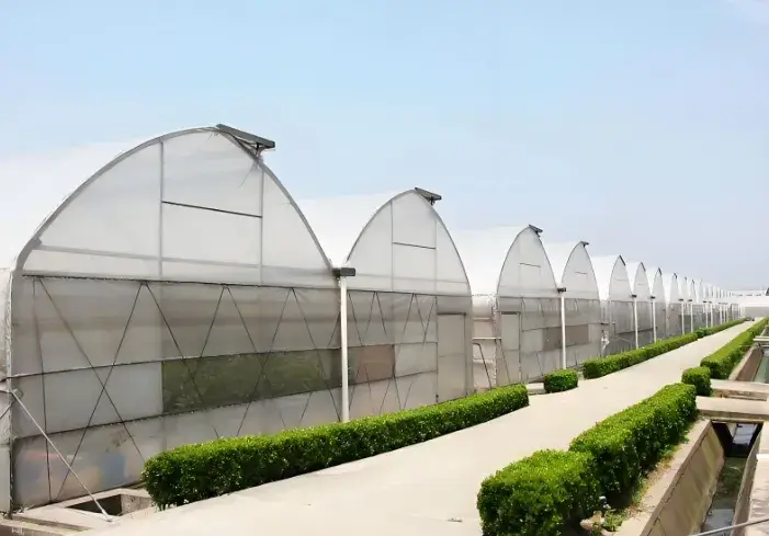 Giải pháp kính nhiệt đa span cho việc trồng ớt ở các quốc gia Tây Á hình ảnh 21-description
