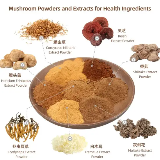 Phức hợp chiết xuất nấm đuôi gà hữu cơ và bột nấm Lion's Mane từ nhà cung cấp uy tín hình ảnh 1-description