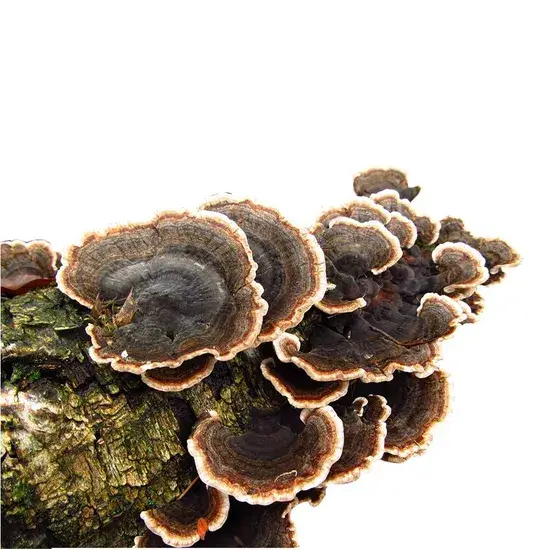 Phức hợp chiết xuất nấm đuôi gà hữu cơ và bột nấm Lion's Mane từ nhà cung cấp uy tín