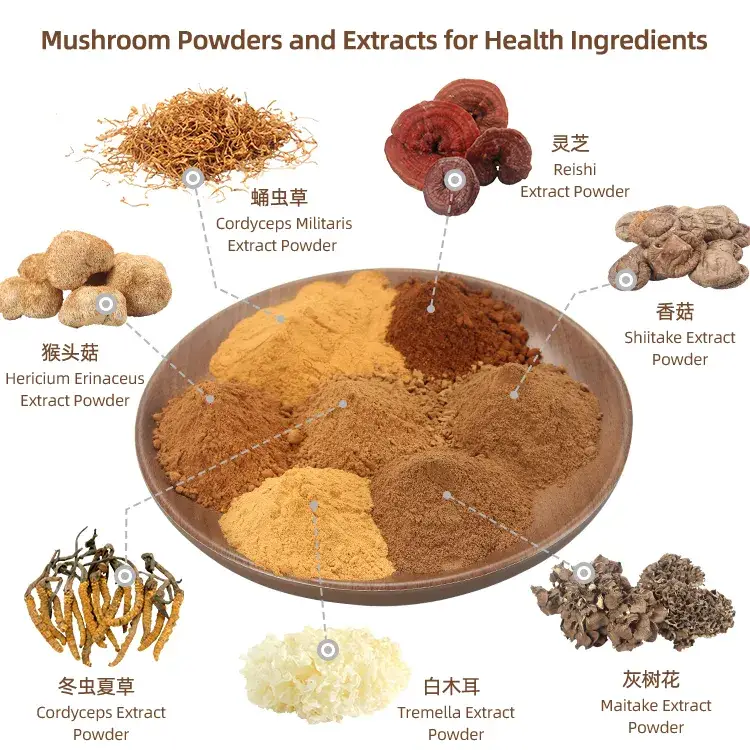 Phức hợp chiết xuất nấm đuôi gà hữu cơ và bột nấm Lion's Mane từ nhà cung cấp uy tín